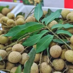 Hung Yen Longan