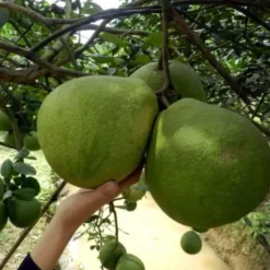 Thanh Tra Grapefruit