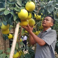 Phuc Trach grapefruit