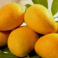 Binh Dinh elephant mango