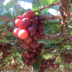 Ninh Thuan Grapes