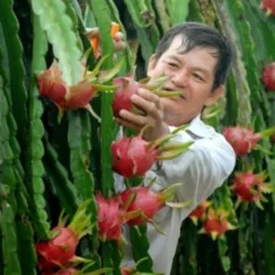 Quang Tri dragon fruit
