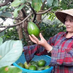 Dak Lak avocado