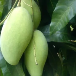 Binh Dinh statue mango