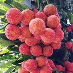 Lychee