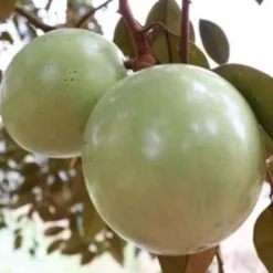 Lo Ren Star Apple, Tien Giang