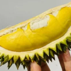 Vinh Long durian