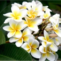 Plumeria