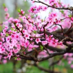 Peach blossom