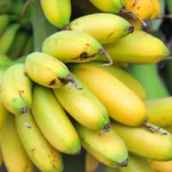 Royal Banana of Ha Nam