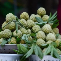 Na Chi Lang – Lang Son